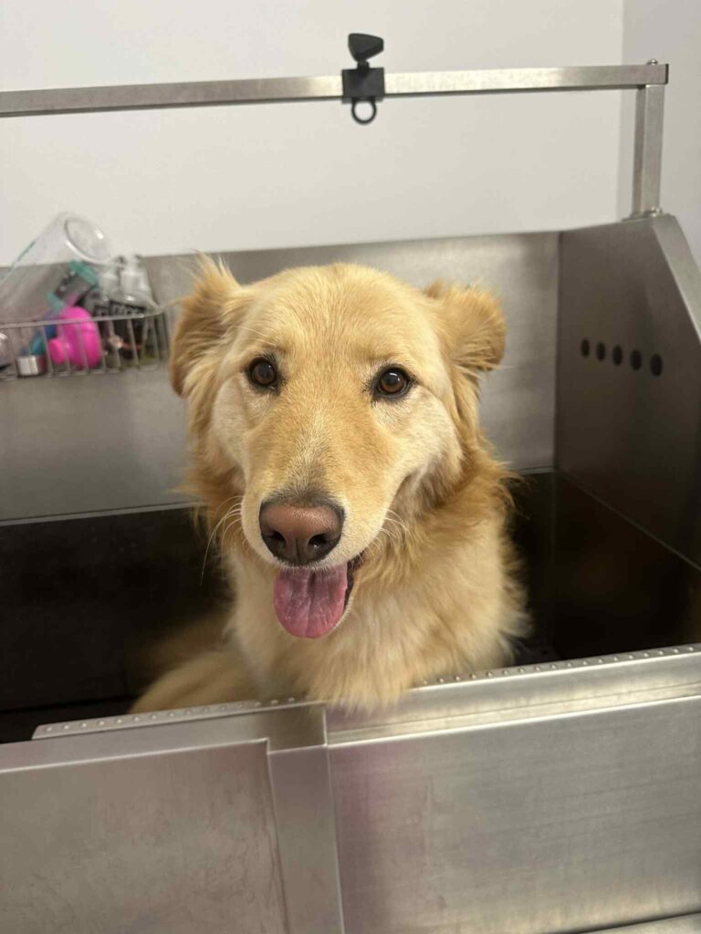 pasji salon - Nora, kopanje in izčesavanje