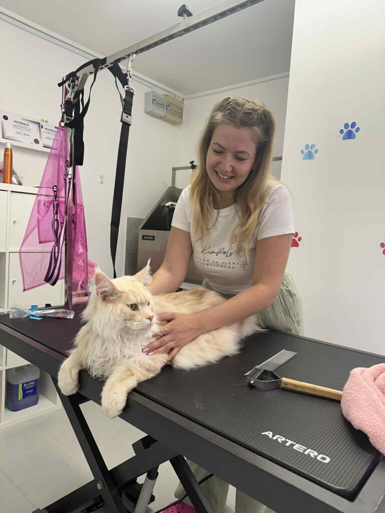 salon za mačke - maine coon, izčesavanje poddlake