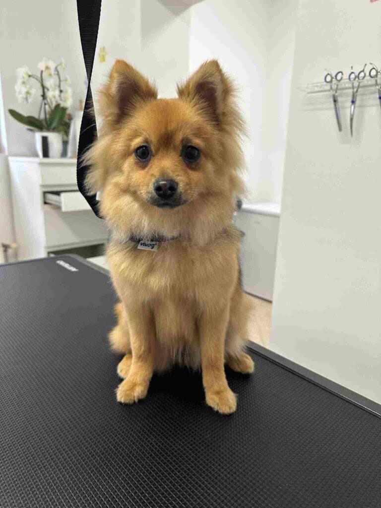 pasji salon - psička po negi