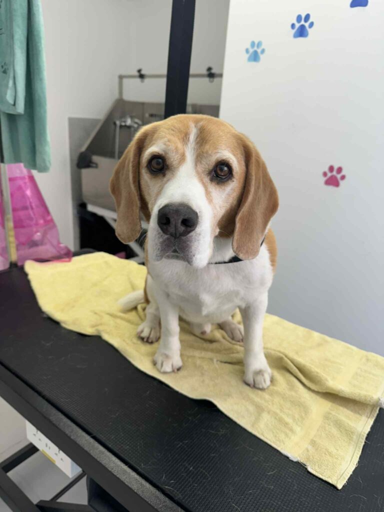 pasji salon - brisača, izčesan kuža