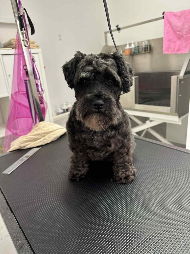 pasji salon - pritlikavi šnavcer, kompletna nega