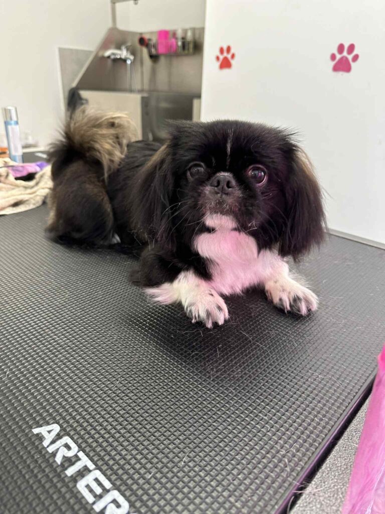 pasji salon - psička na mizi, okopana, ostrižena