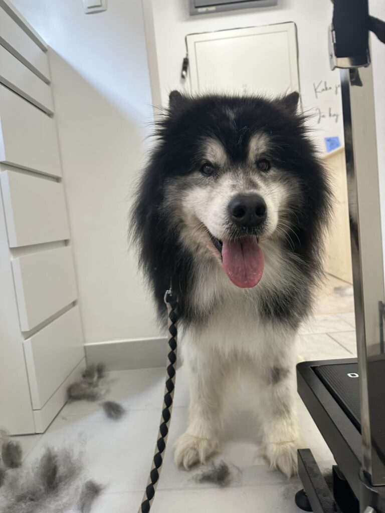 pasji salon - mešanec, nega v dveh delih