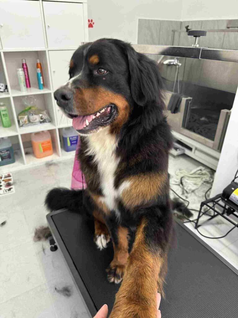 pasji salon - tačka, kompletna nega, dlaka 