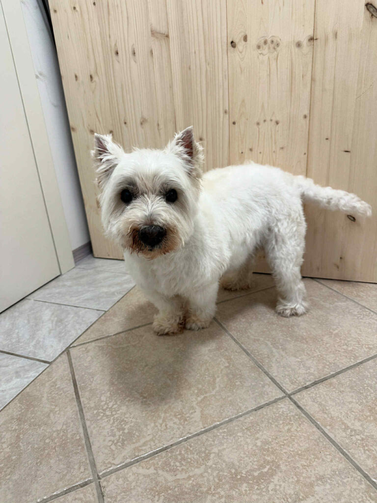 pasji salon - višavski terier, pred odhodom domov