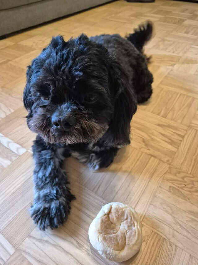 pasji salon - po negi, uživanje doma