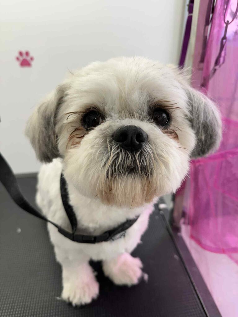 pasji salon - shih ztu, majhen bel kuža