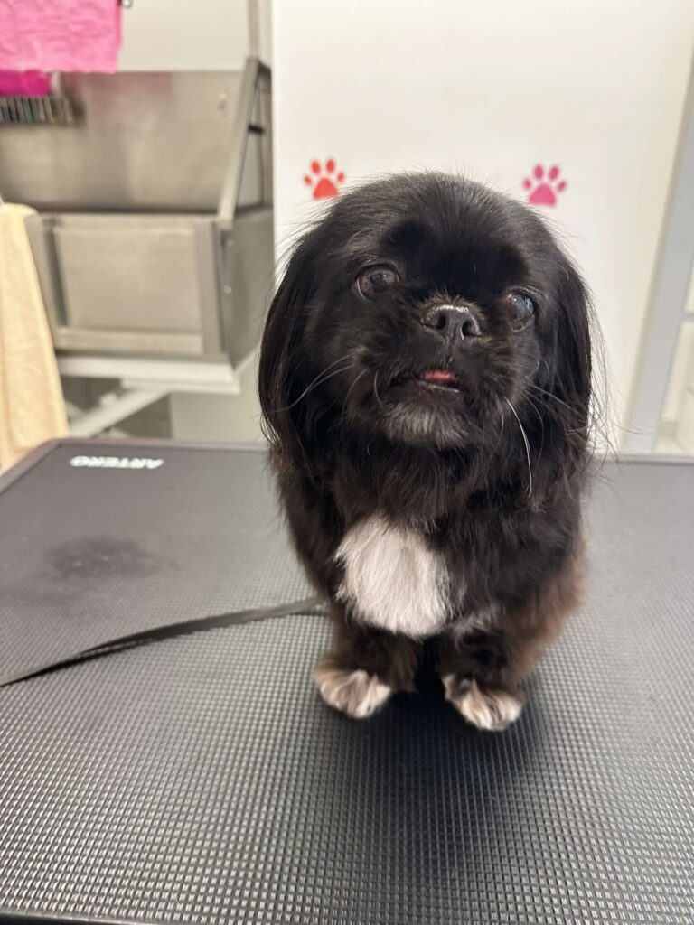 pasji salon - miza, tačke, mali kuža