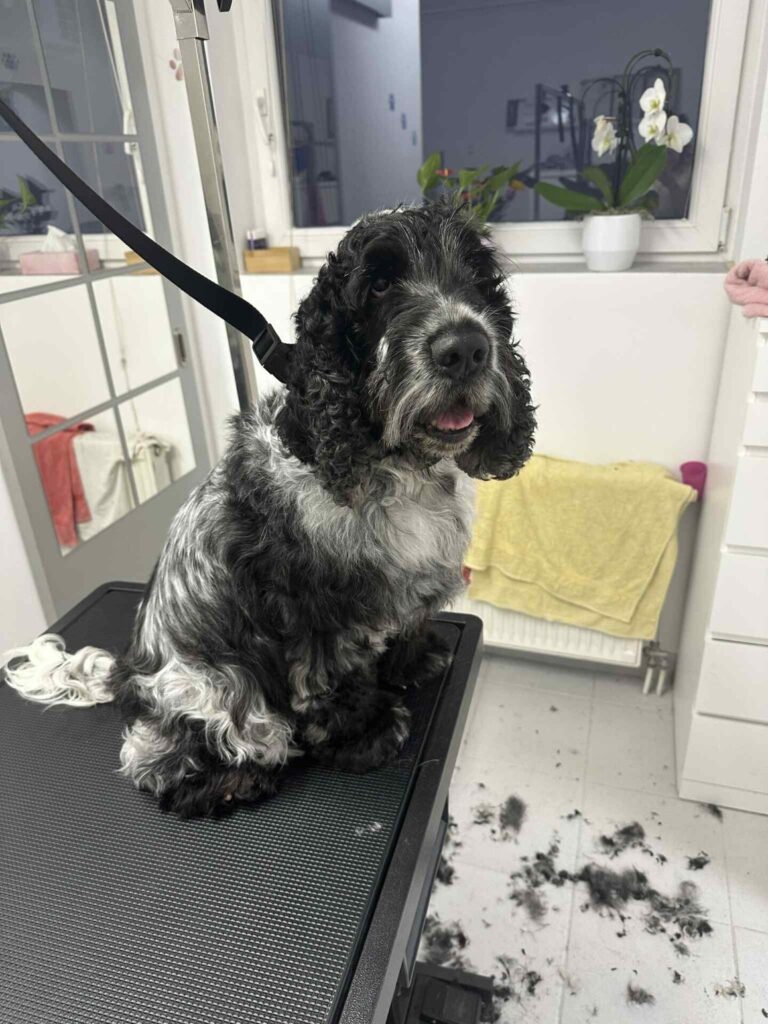 pasji salon - cocker spaniel, dlaka, trimanje