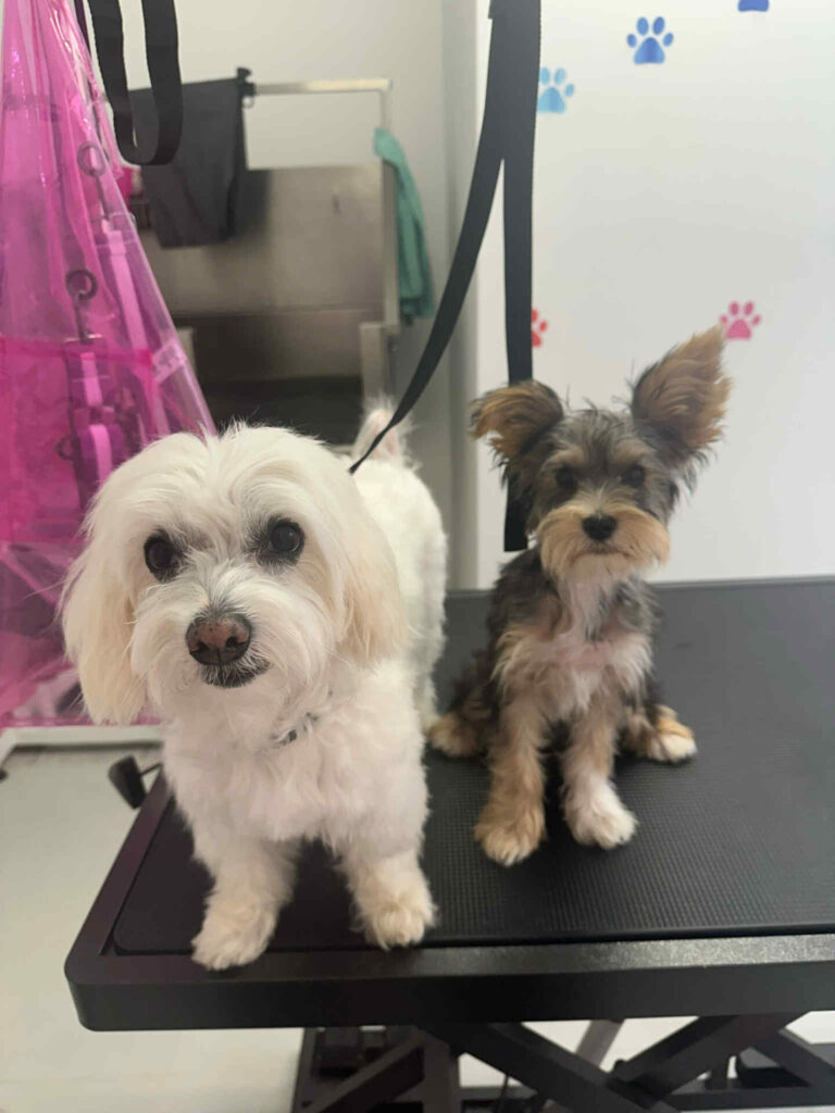 pasji salon - prijatelja, maltežan, yorkshirski terier