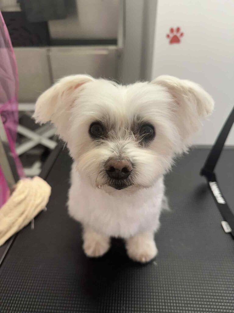 pasji salon - maltežan po negi, miza, kad