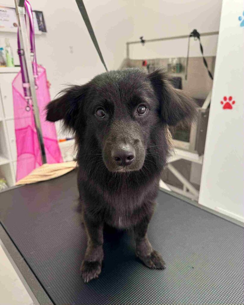 pasji salon - pes na mizi, bana, predpasnik