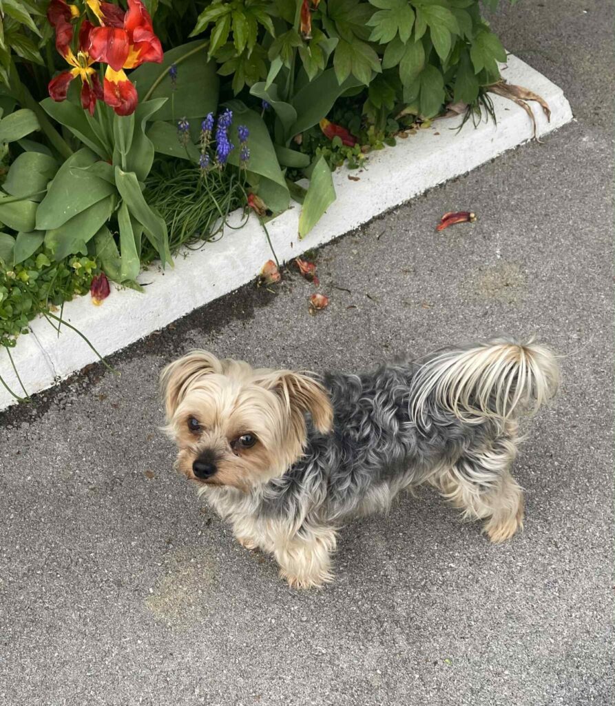 pasji salon - yorkshirski terier, cvetlice, na sprehodu