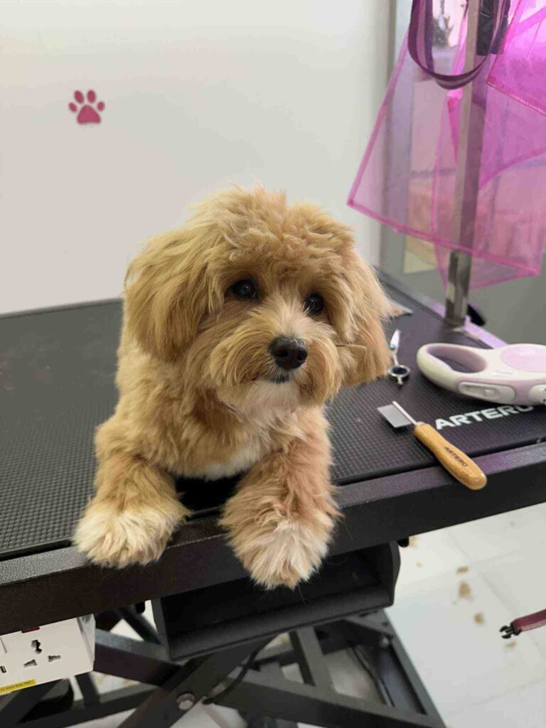 pasji salon - maltipoo, krajšanje dlake, prijazen pogled