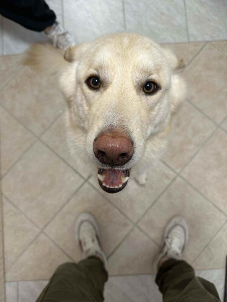 pasji salon - urejen kuža peščene barve