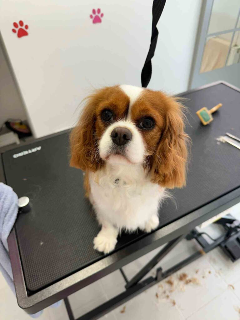 pasji salon - cavalier španjel, česanje in striženje