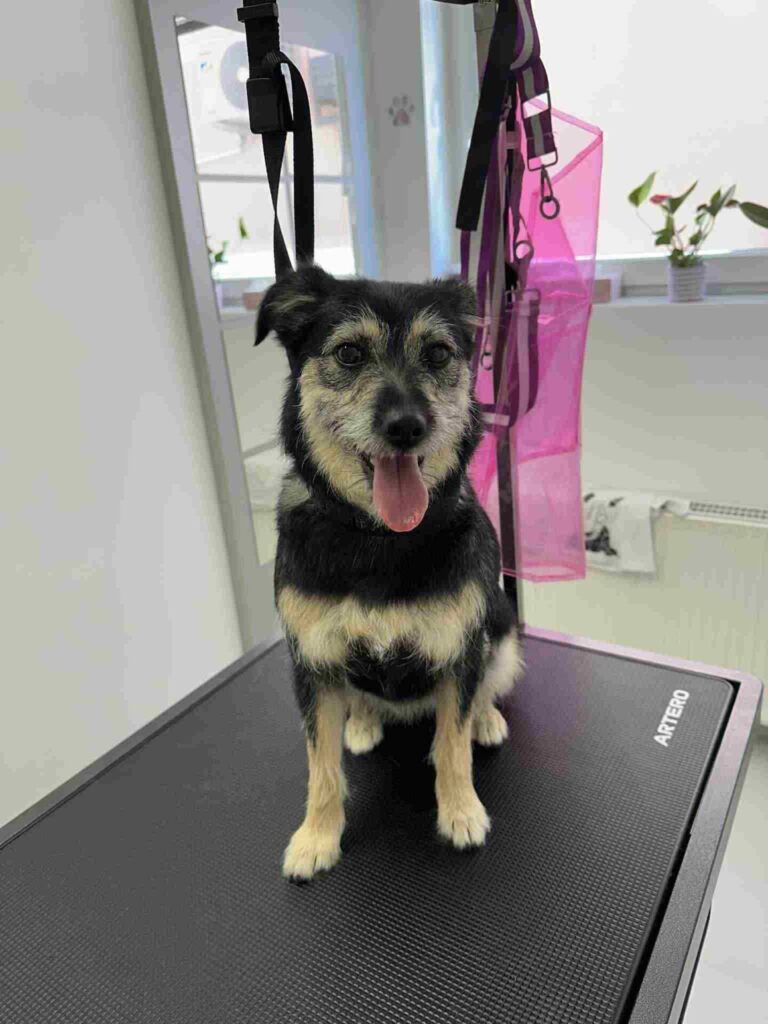 pasji salon - vesela in urejena psička