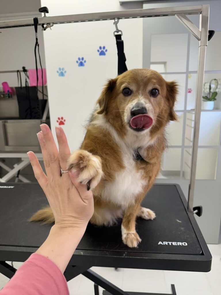 pasji salon - high five, petka, kuža kaže jezik