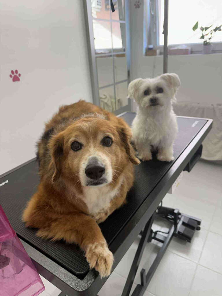 pasji salon - dva kužka, prijatelja, skupna nega