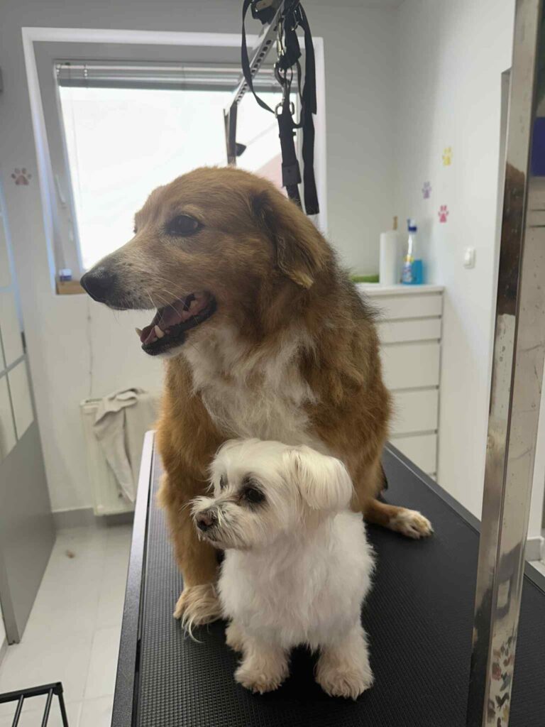 pasji salon - dva kužka, prijatelja, skupna nega