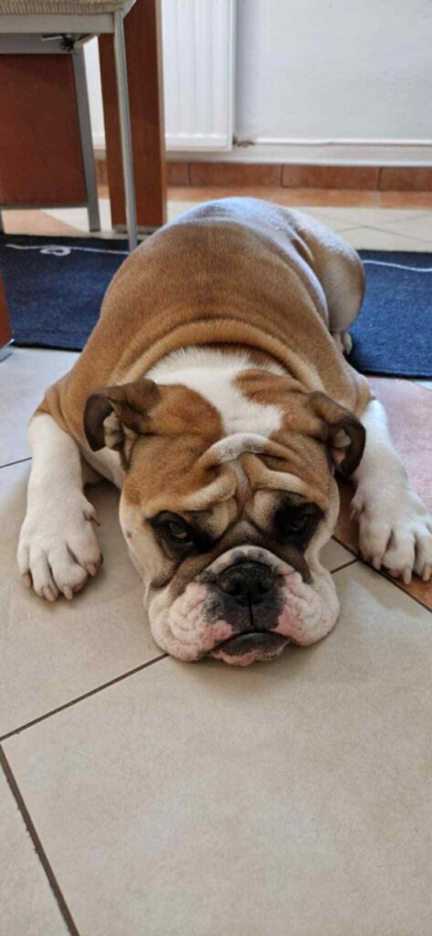 pasji salon - krajšanje krempljev na tleh