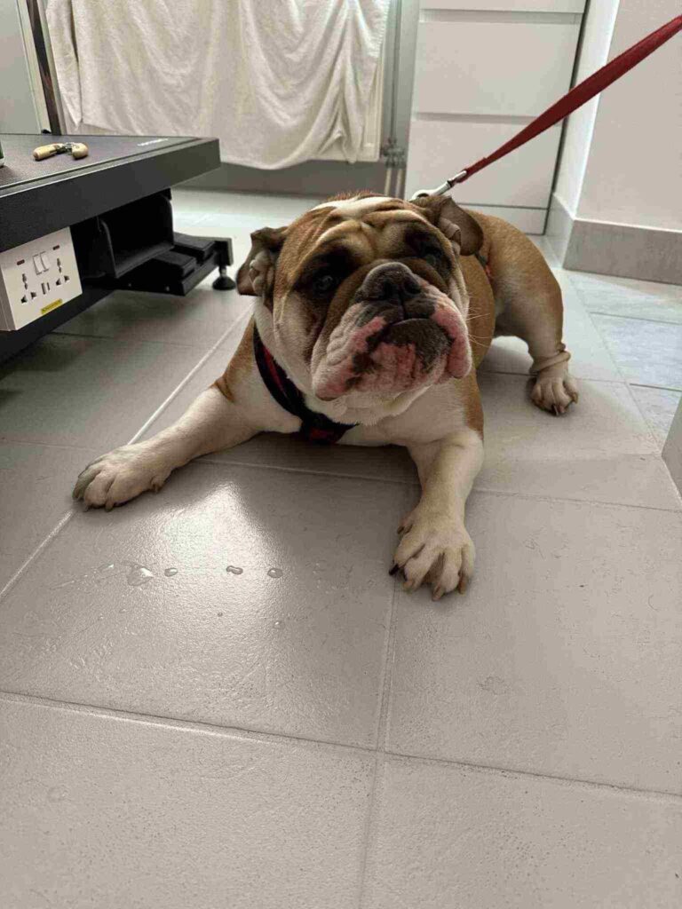 pasji salon - krajšanje krempljev na tleh