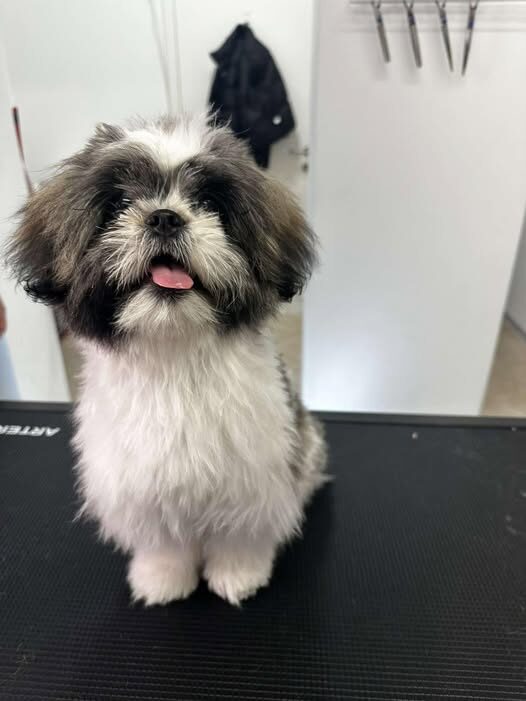 pasji salon - mladiček, navajanje na nego