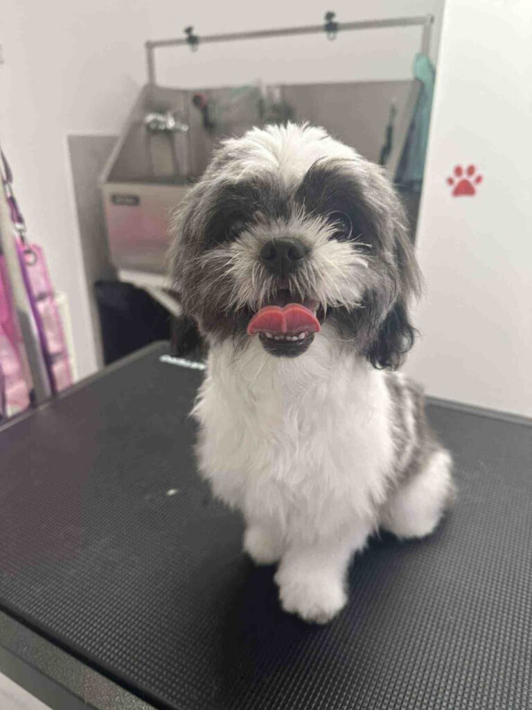 pasji salon - mladiček, navajanje na nego