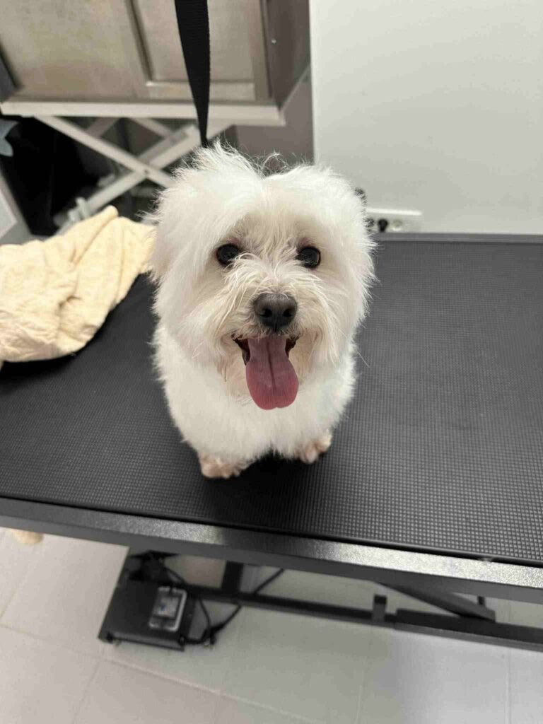 pasji salon - skuštran kuža, maltežan, pravkar okopan