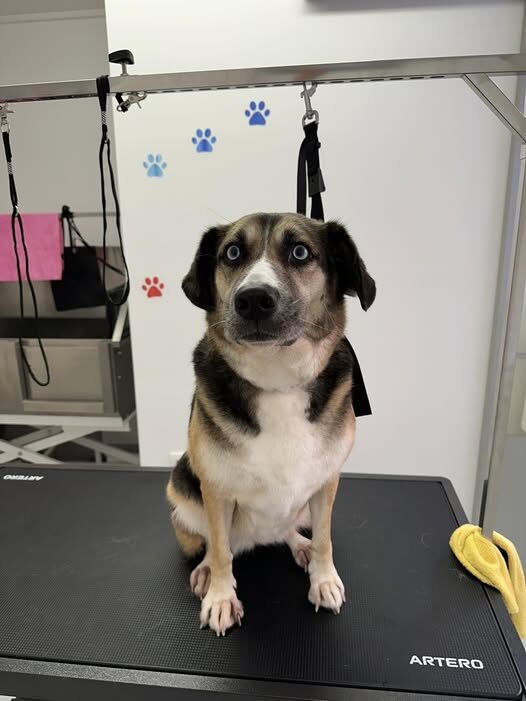 pasji salon - modre oči, čakanje na priboljšek