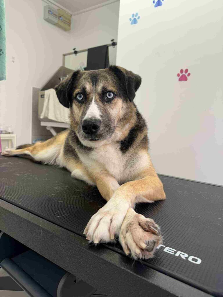 pasji salon - modre oči, ležanje na mizi