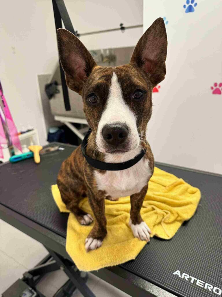 pasji salon - kuža na brisači, okopan, posušen