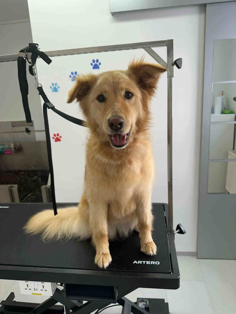 pasji salon - psička peščene barve, pravkar posušena