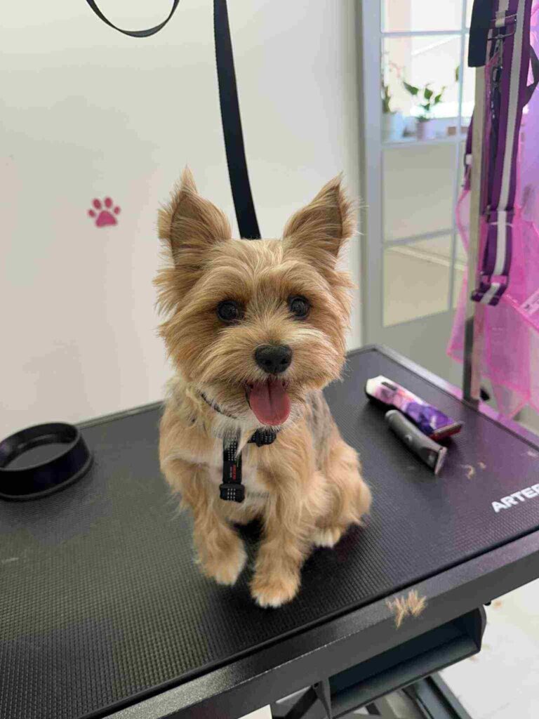 pasji salon - kuža na mizi, britje dlake