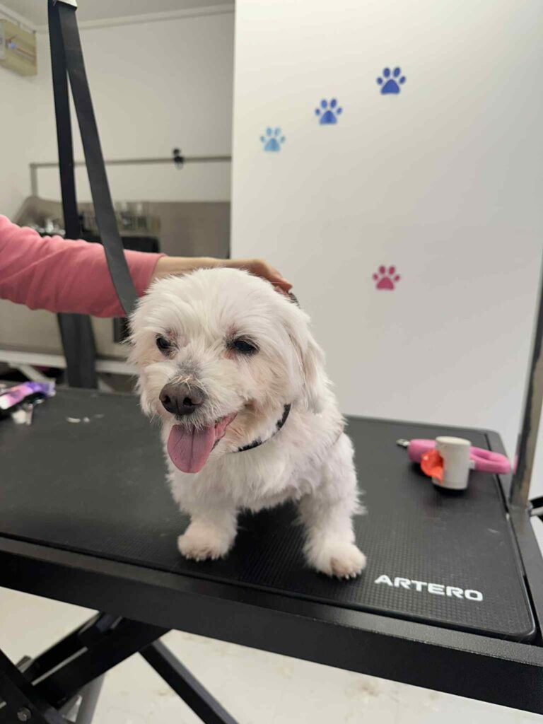 pasji salon - kuža na mizi, božanje, česanje