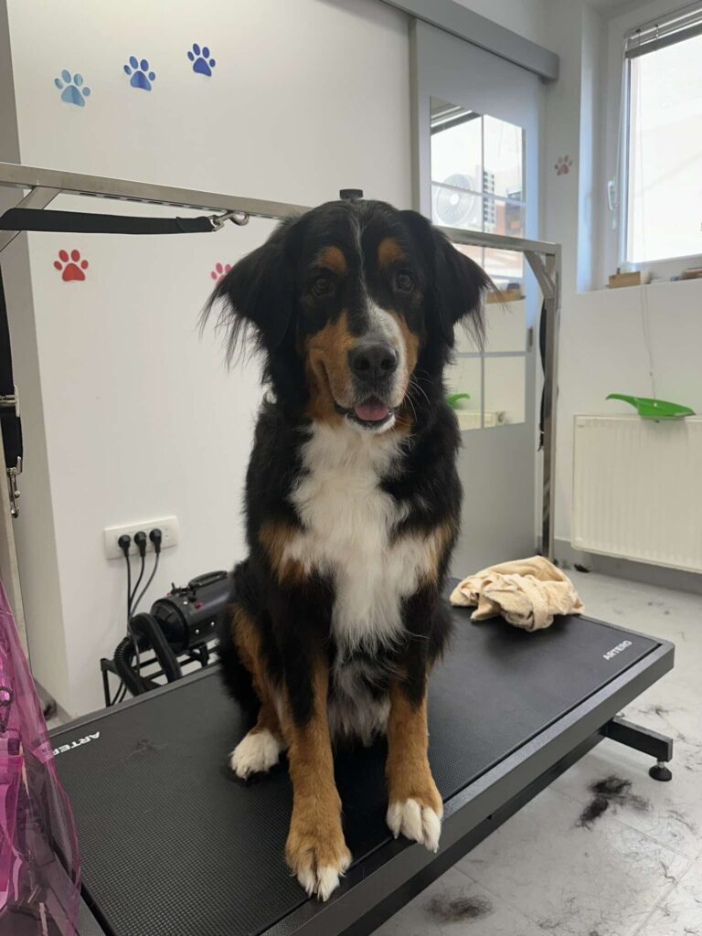 pasji salon - kuža na mizi, česanje, kopanje