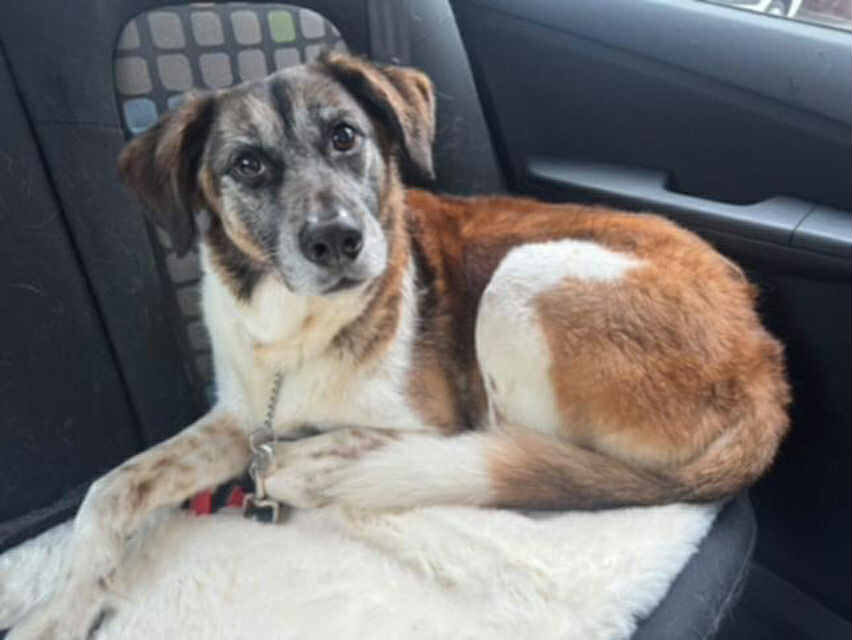 pasji salon - kuža, v avtu, kratka dlaka