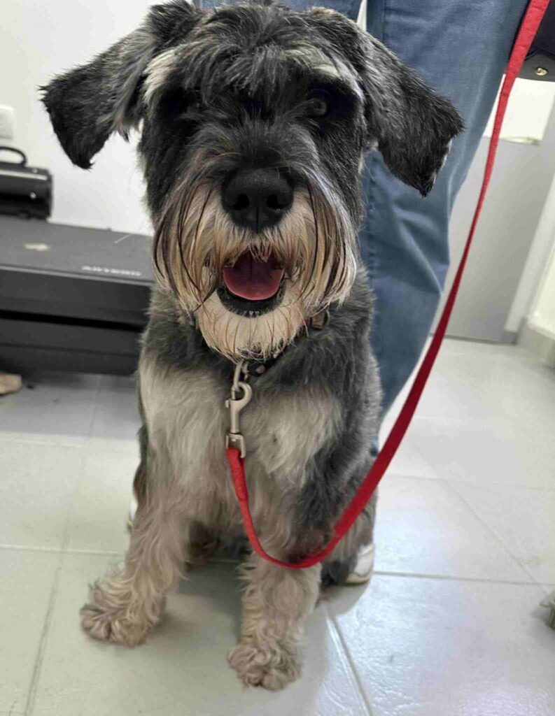 pasji salon - šnavcer, kopanje in krajšanje dlake