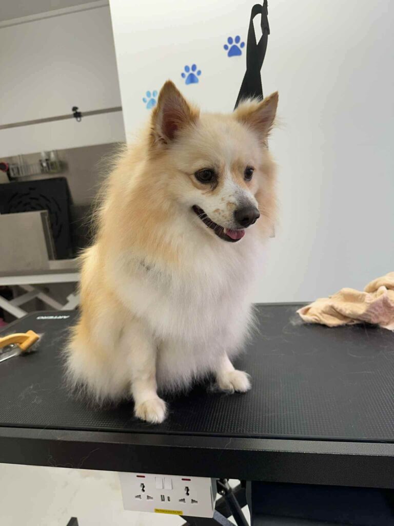 pasji salon - nemški špic, kopanje in izčesavanje