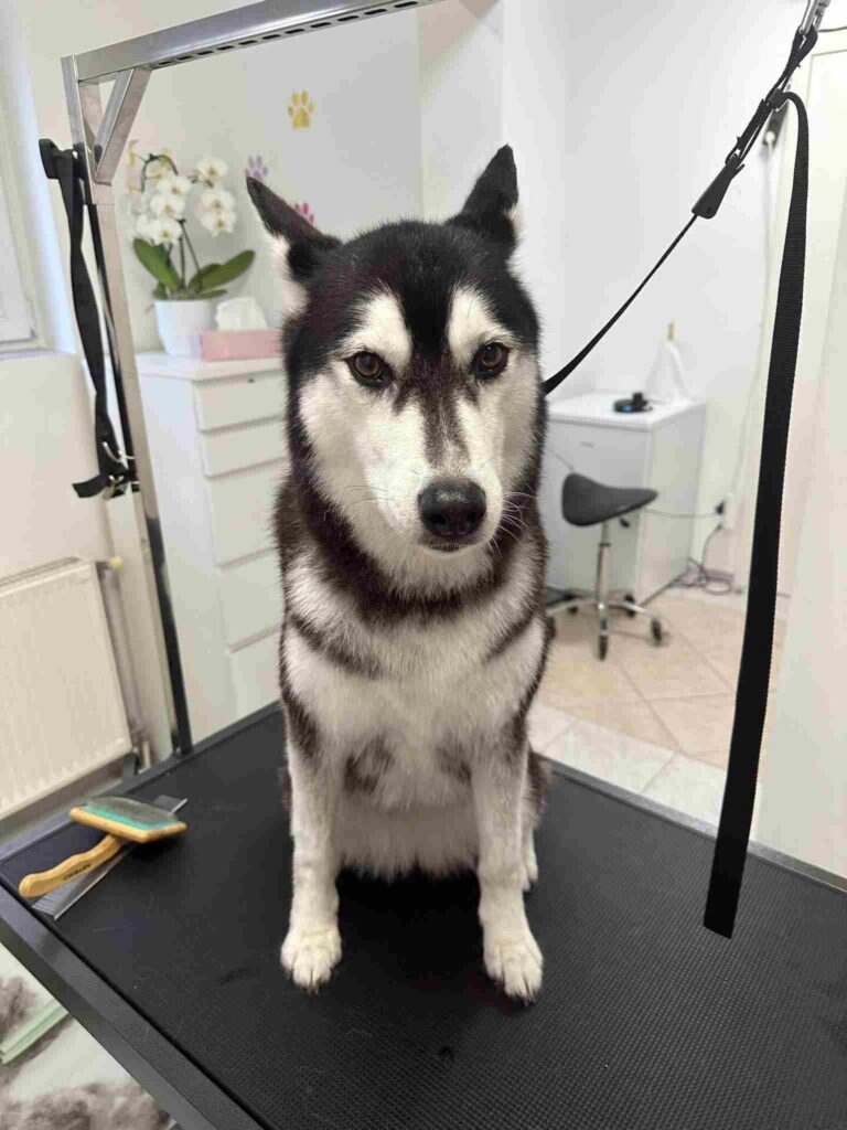 pasji salon - husky, kopanje in izčesavanje poddlake