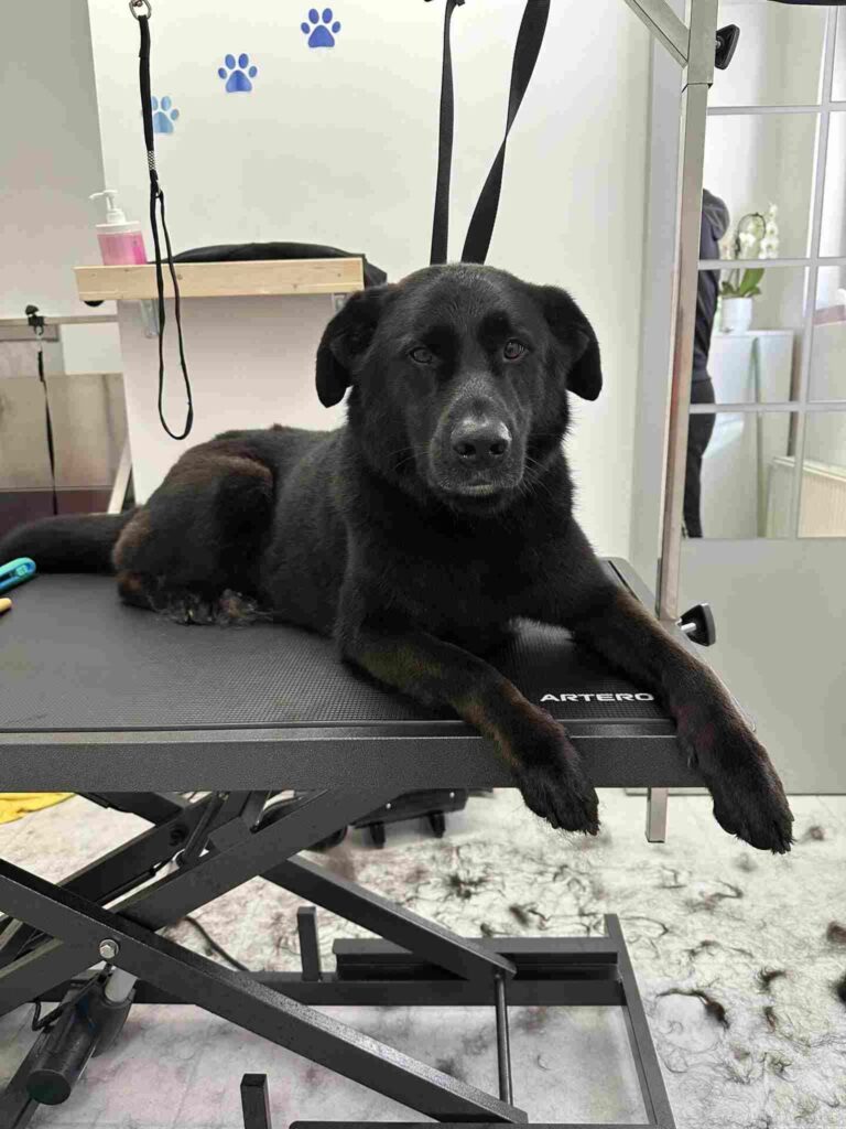 pasji salon - velik črn pes, dlaka, fen