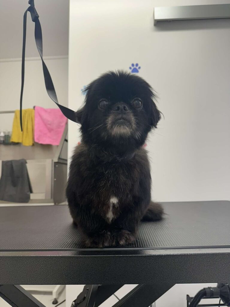 pasji salon - pekinezer, miza, brisače, kopalna kad