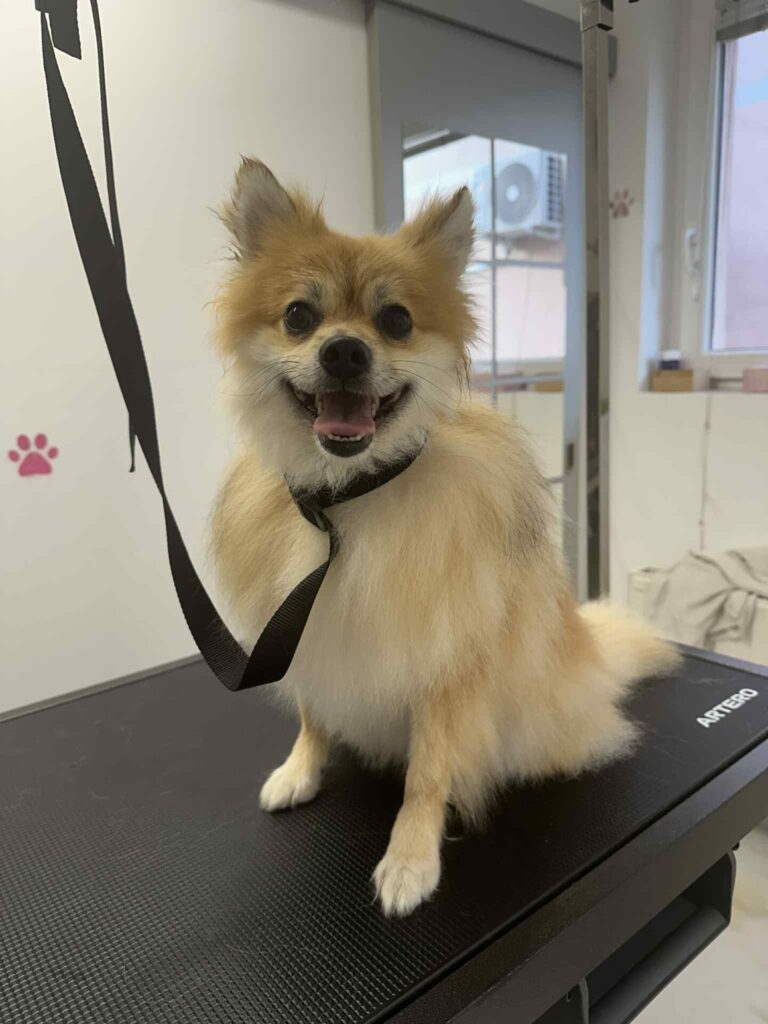 pasji salon - nemški špic, kopanje in izčesavanje