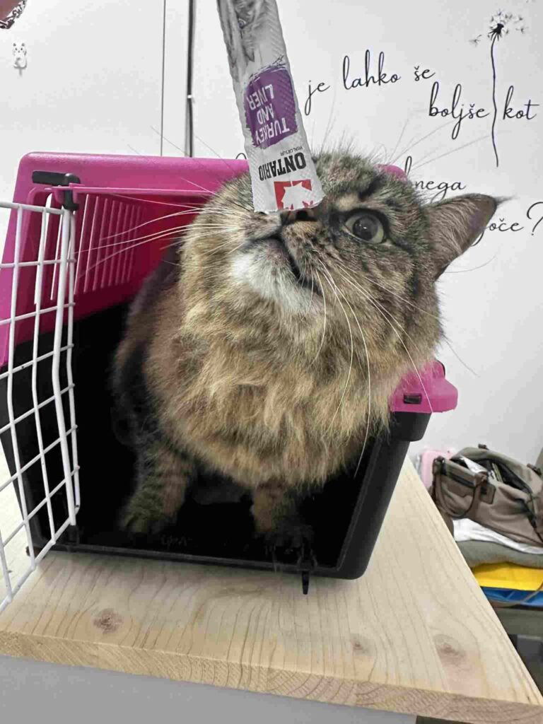 salon za mačke - mačka z priboljškom, izčesavanje poddlake