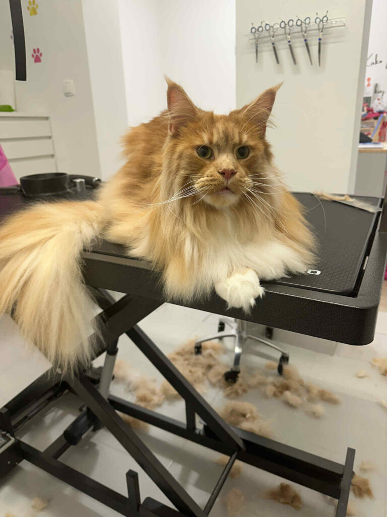 salon za mačke - maine coon, izčesavanje poddlake