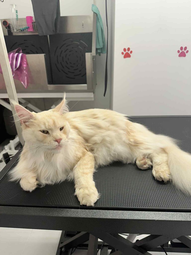 salon za mačke - maine coon, izčesavanje poddlake
