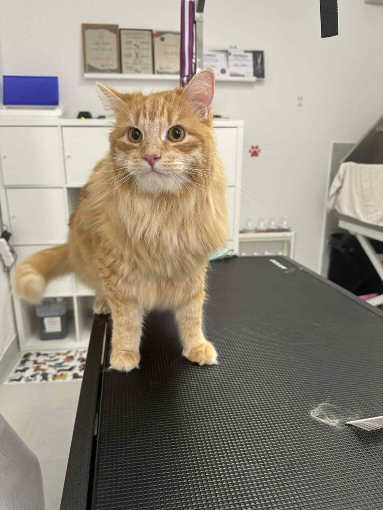 salon za mačke - maine coon, izčesavanje poddlake