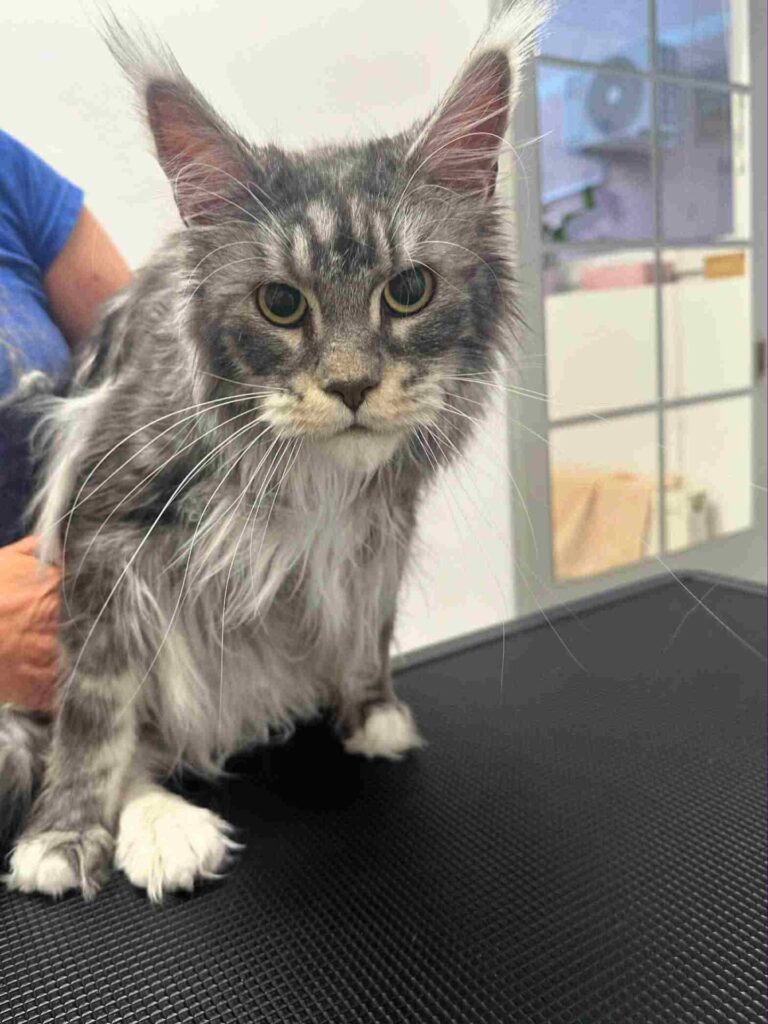 salon za mačke - maine coon, izčesavanje poddlake